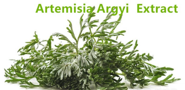 Artemisia Argyi.png
